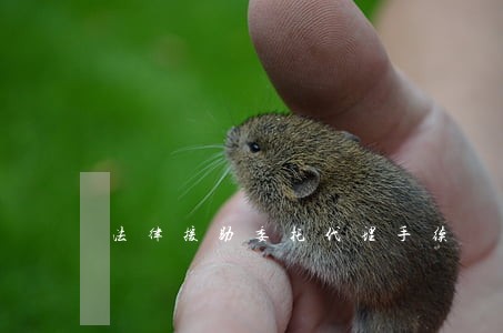 法律援助委托代理手续 法律援助委托代理手续