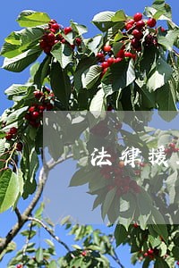 法律援助委派律师怎么样 法律援助委派律师怎么样