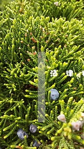 法律援助实施对象