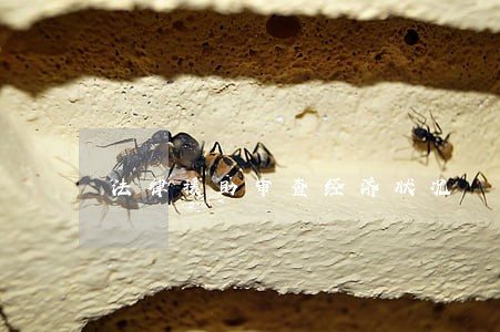 法律援助审查经济状况 法律援助审查经济状况
