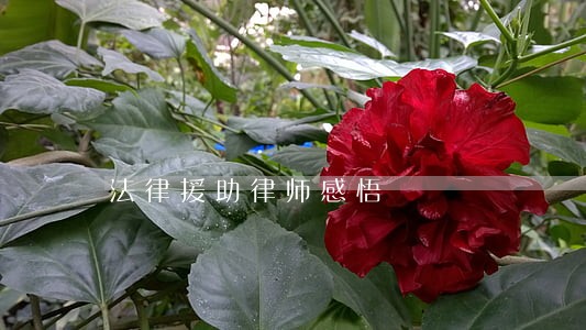 法律援助律师感悟 法律援助律师感悟