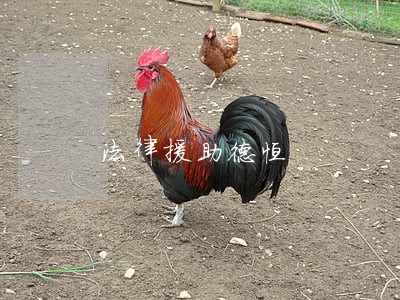 法律援助德恒