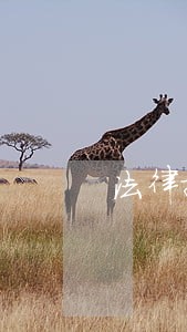 法律援助服务高质量