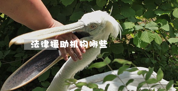 法律援助机构哪些 法律援助机构哪些