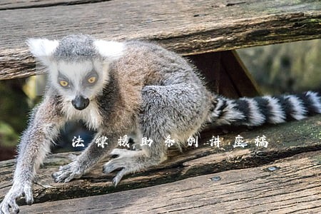 法律援助条例讲座稿 法律援助条例讲座稿