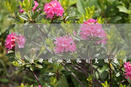 法律援助法死刑复核案件 法律援助法死刑复核案件