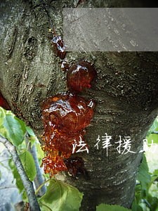 法律援助的内容是什么 法律援助的内容是什么