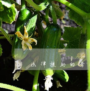 法律援助的号码有哪几种 法律援助的号码有哪几种
