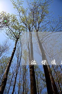 法律援助的申领条件 法律援助的申领条件