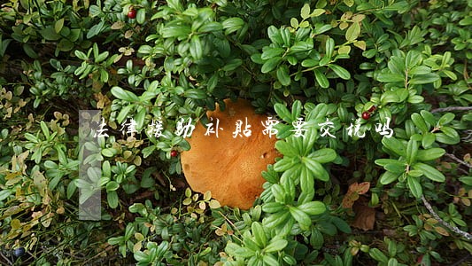 法律援助补贴需要交税吗 法律援助补贴需要交税吗