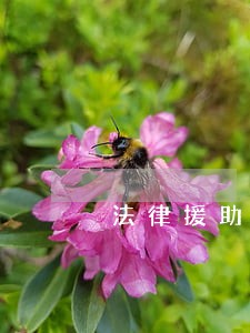 法律援助要怎么样申请 法律援助要怎么样申请