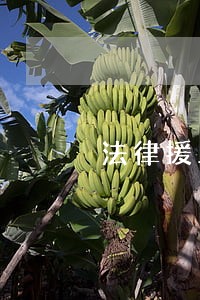 法律援助要收费吗 法律援助要收费吗