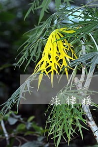法律援助需要经济证明吗 法律援助需要经济证明吗