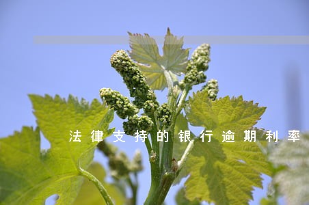 法律支持的银行逾期利率 法律支持的银行逾期利率