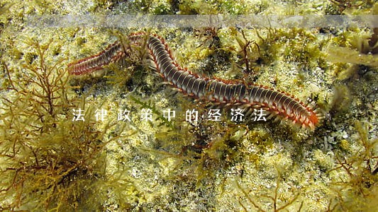 法律政策中的经济法 法律政策中的经济法