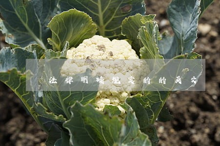 法律明确规定的的英文