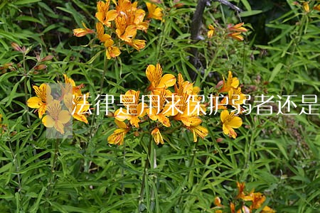 法律是用来保护弱者还是守法者 法律是用来保护弱者还是守法者