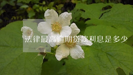 法律最高逾期贷款利息是多少 法律最高逾期贷款利息是多少