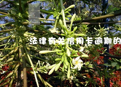 法律有关信用卡逾期的规定 法律有关信用卡逾期的规定