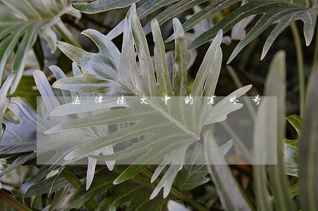 法律条文中的省略号 法律条文中的省略号