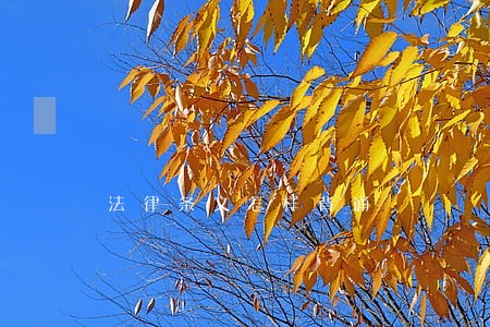 法律条文怎样背诵