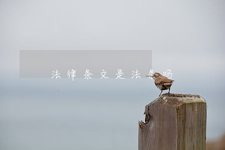 法律条文是法条吗