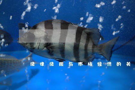 法律法规与市场经济的关系 法律法规与市场经济的关系