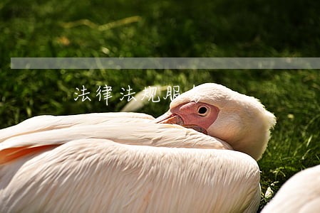 法律法规服务 法律法规服务