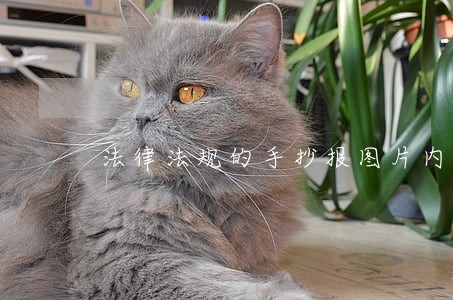 法律法规的手抄报图片内容 法律法规的手抄报图片内容