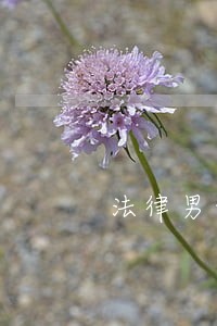 法律男女平等吗