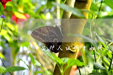 法律监护人证明书如何办理