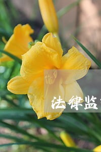 法律监督体系论文范文 法律监督体系论文范文