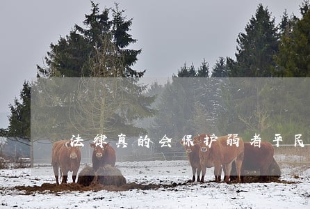 法律真的会保护弱者平民老百姓吗