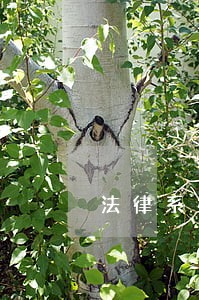 法律系社会实践报告精选多篇 法律系社会实践报告精选多篇