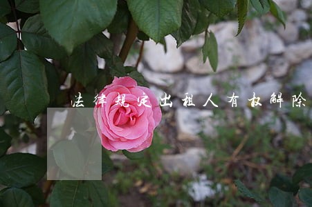 法律规定出租人有权解除合同吗 法律规定出租人有权解除合同吗