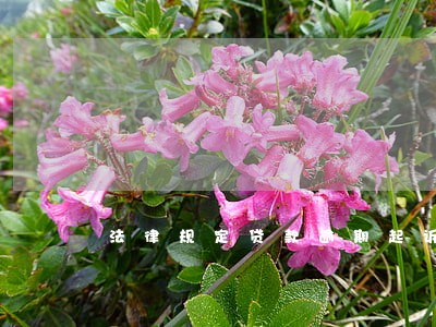法律规定贷款逾期起诉时效 法律规定贷款逾期起诉时效