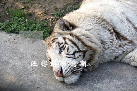 法律解决逾期 法律解决逾期