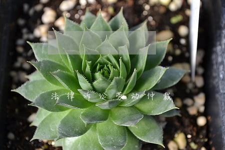 法律诉讼劳动仲裁