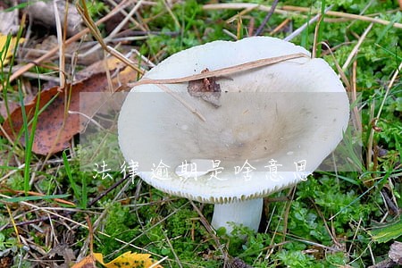 法律逾期是啥意思
