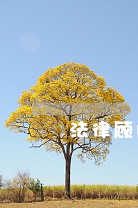 法律顾问一个月公资多少钱