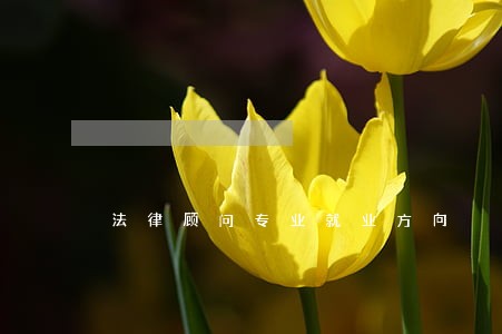法律顾问专业就业方向 法律顾问专业就业方向