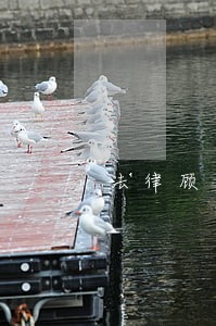 法律顾问专业的有哪些 法律顾问专业的有哪些