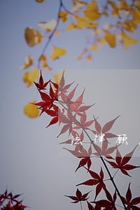 法律顾问业务流程 法律顾问业务流程