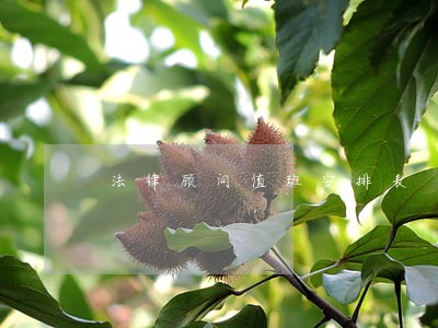 法律顾问值班安排表 法律顾问值班安排表
