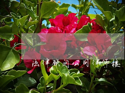 法律顾问公司律师楼 法律顾问公司律师楼