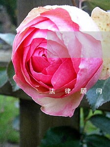 法律顾问参与涉访诉讼 法律顾问参与涉访诉讼