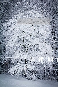 法律顾问参与程序