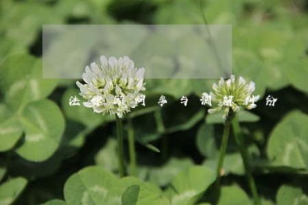 法律顾问参与调解纠纷 法律顾问参与调解纠纷