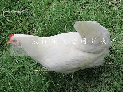法律顾问合同判决书 法律顾问合同判决书