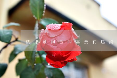 法律顾问合同需要有违约条款吗